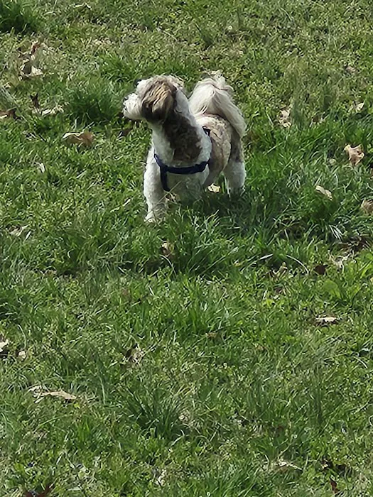Rover's Ridge Dog Park 6