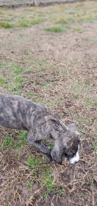 Spring Hill Bark Park 7