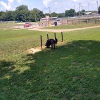 Spring Hill Bark Park ico