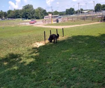 Spring Hill Bark Park