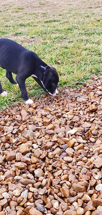 Spring Hill Bark Park 2