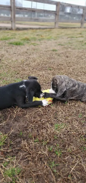 Spring Hill Bark Park 10