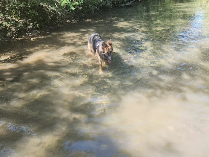 Dog Park 5
