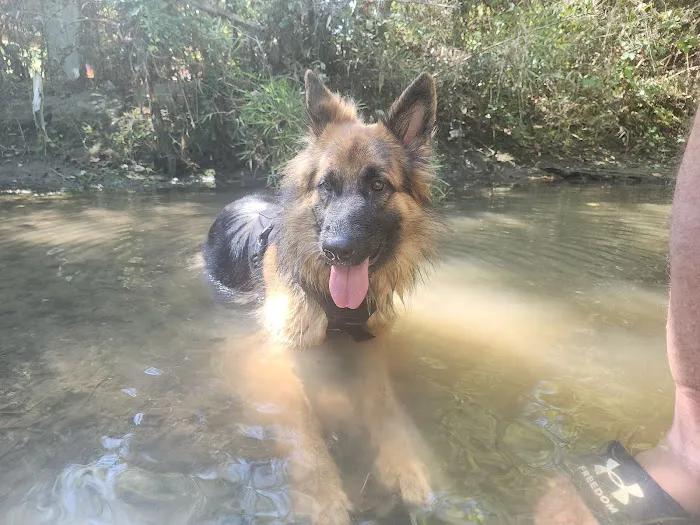 Dog Park 7