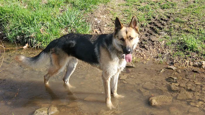 Dog Park 2