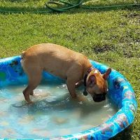 Dog Park ico