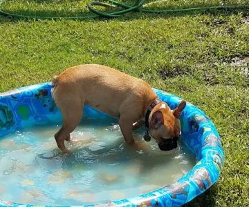 Dog Park