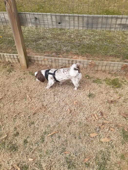 Dog Park 4