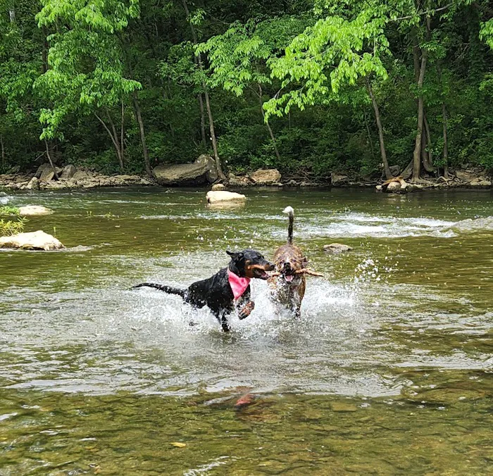 Murfreesboro Bark Park 10