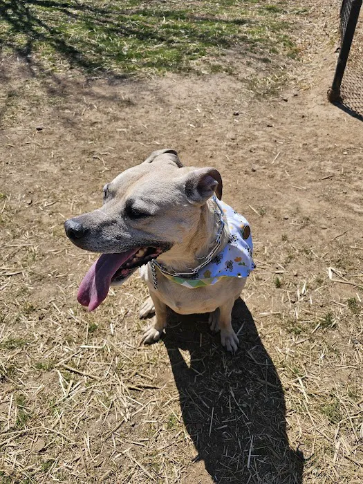 Murfreesboro Bark Park 6
