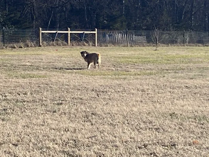 Canterbury Tails Private Dog Park 2