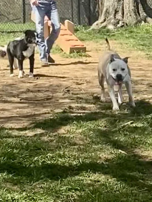 Muletown Bark Park 1