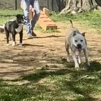 Muletown Bark Park ico