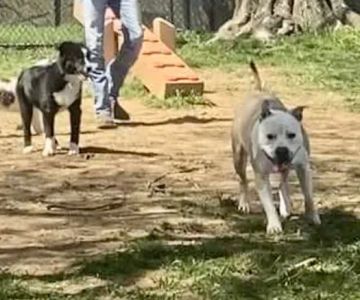 Muletown Bark Park
