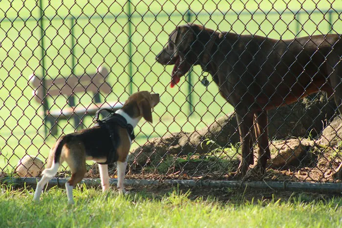 Muletown Bark Park 10
