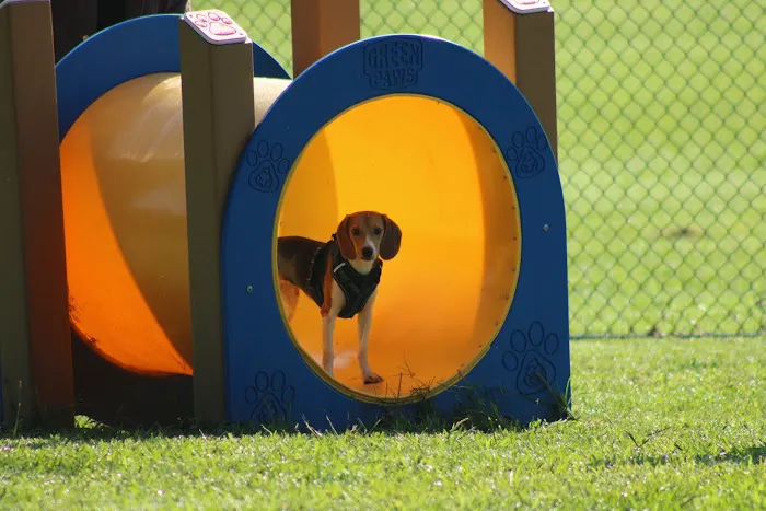Muletown Bark Park 5