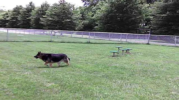 Wartrace Dog Park 2