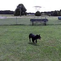 Wartrace Dog Park ico