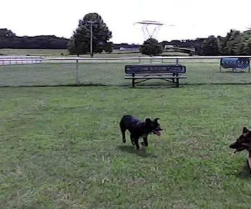 Wartrace Dog Park