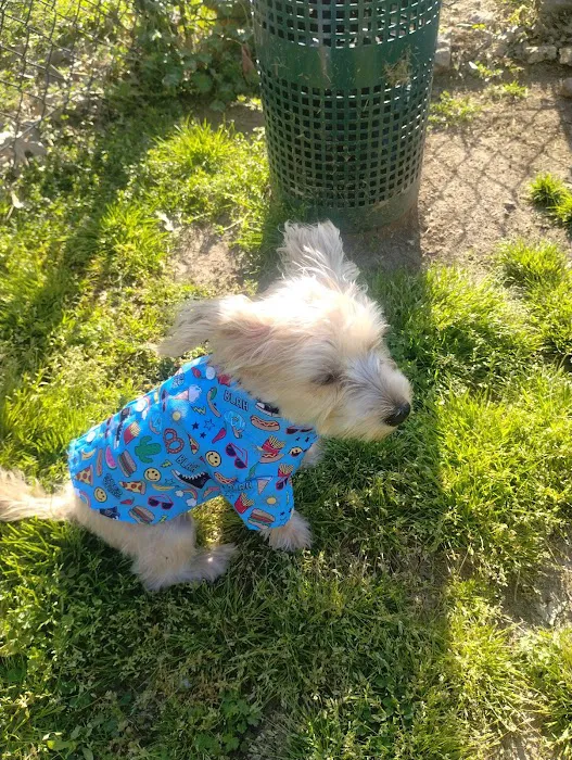Mount Pleasant Dog Park 4