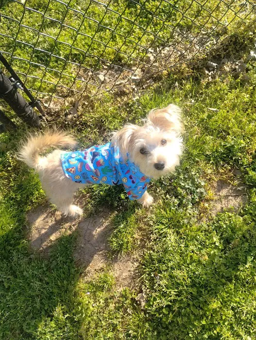 Mount Pleasant Dog Park 8