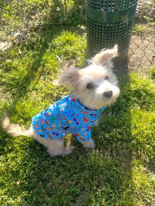 Mount Pleasant Dog Park 5