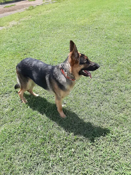 Pet Village Bark Park 6