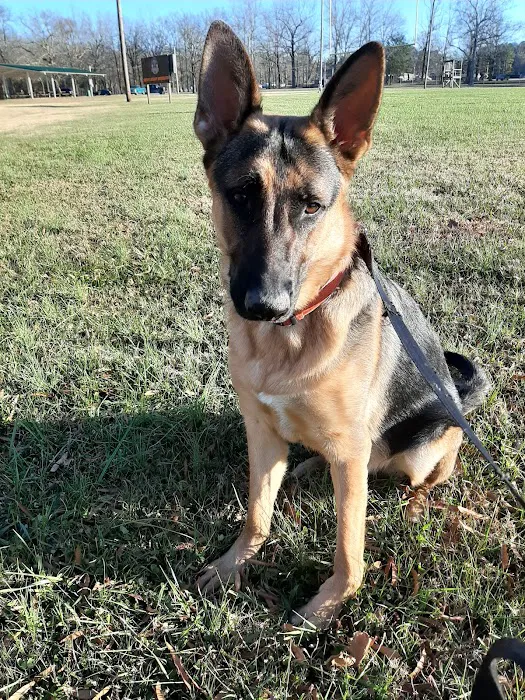 Pet Village Bark Park 5