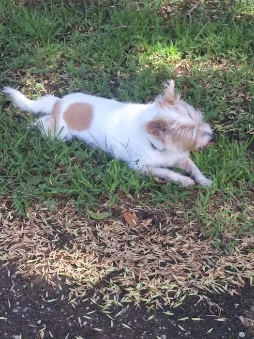Pet Village Bark Park 9