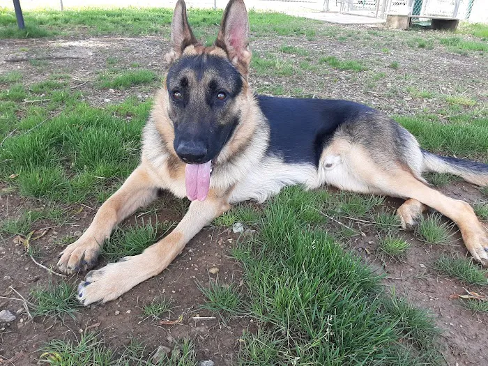 Pet Village Bark Park 8