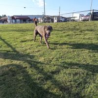 Dog Park at Love's Travel Stops ico