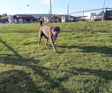 Dog Park at Love's Travel Stops