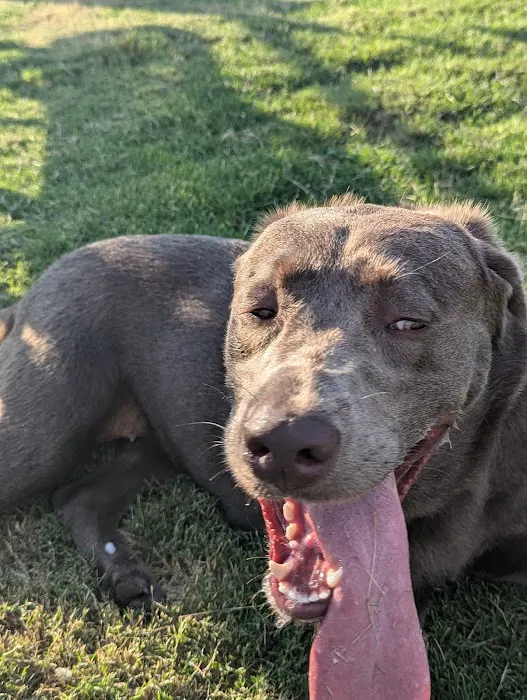 Dog Park at Love's Travel Stops 2