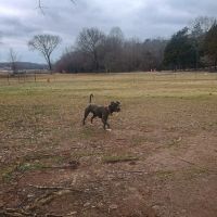 Winchester Dog Park ico