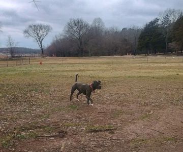 Winchester Dog Park