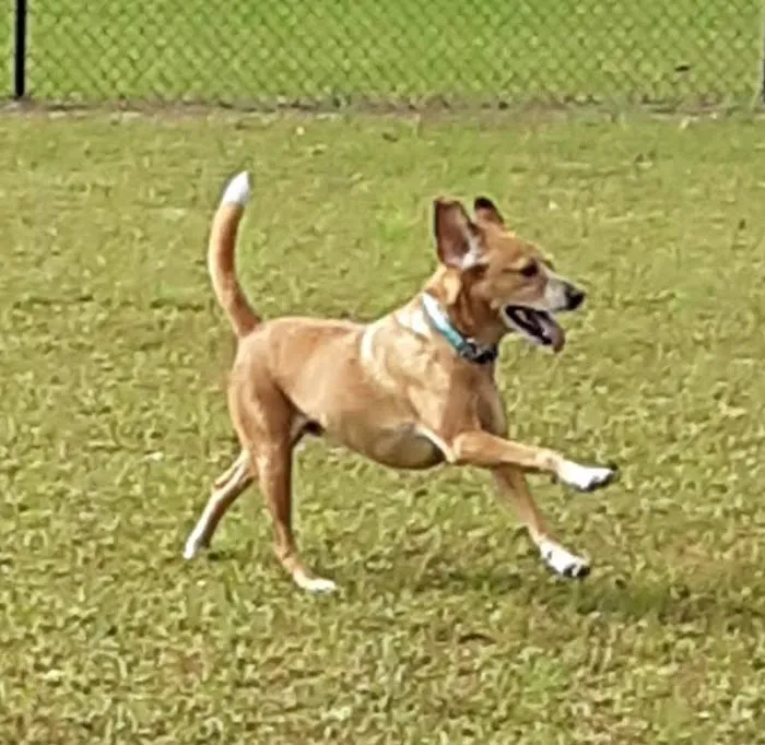 Winchester Dog Park 7