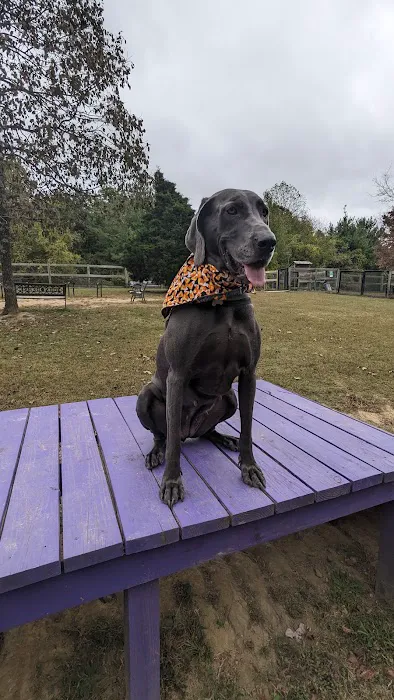 Phil White Dog Park 7