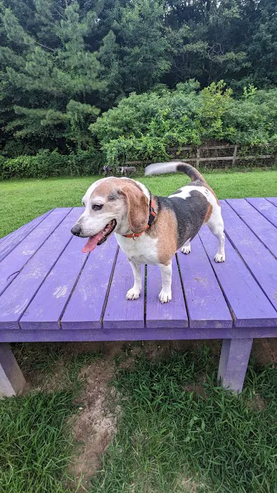 Phil White Dog Park 10