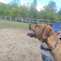 Phil White Dog Park ico