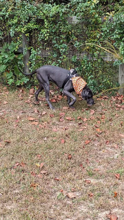 Phil White Dog Park 8