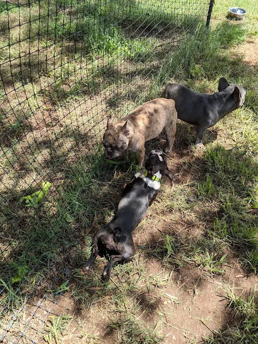 Dog Park at Dix Park 4