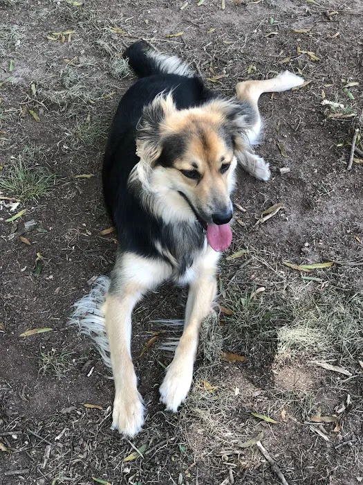 Dog Park at Dix Park 3