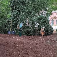 North Hills Dog Park ico