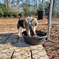 North Garner Dog Park ico