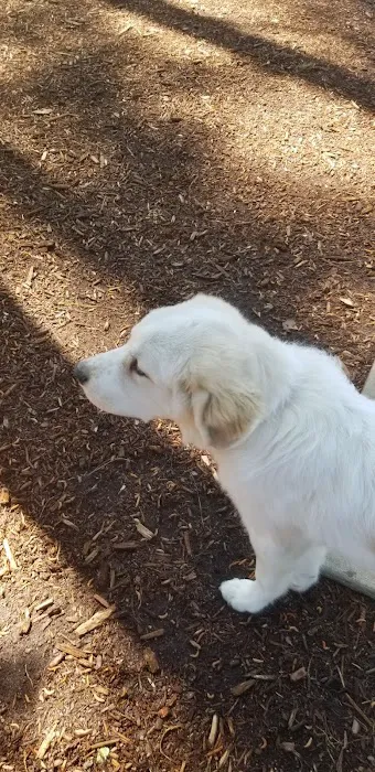 North Garner Dog Park 3