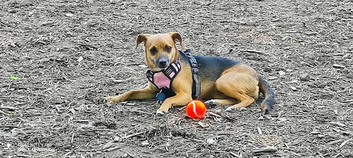 North Garner Dog Park 4