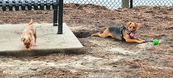 North Garner Dog Park 5
