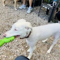 Buffaloe Road Dog Park ico