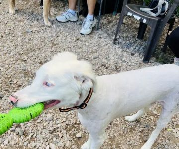 Buffaloe Road Dog Park