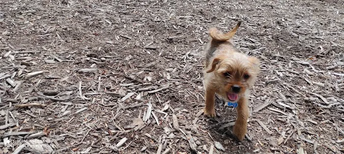 Lake Benson Dog Park 3